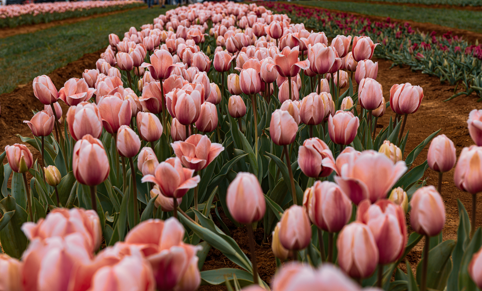 attract clients to tulip field