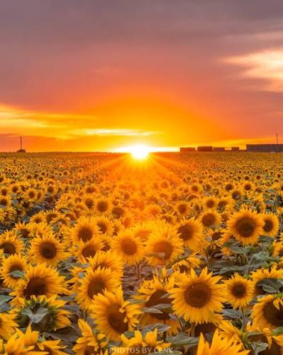 sunflower field at sunset